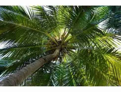 Spacious Lot for sale Punta Cana at gated comunnity 9
